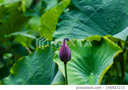 一隻蜻蜓停在奧加的蓮花花苞上。 一隻蜻蜓停在奧加的蓮花花苞上。 140687215