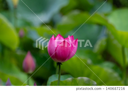 Pink Oga lotus blooming in the rain 140687216