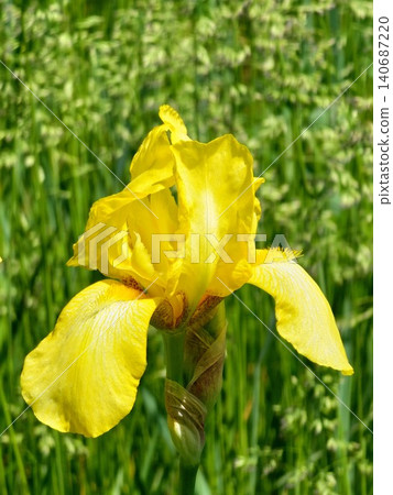 Close up of yellow bearded iris flower in Ukraine 140687220