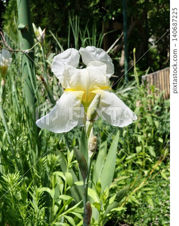 White Iris germanica flower blooming in garden in Ukraine White Iris germanica flower blooming in garden in Ukraine 140687225