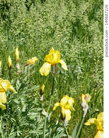 Yellow Iris germanica flowers growing in garden border in Ukraine Yellow Iris germanica flowers growing in garden border in Ukraine 140687226