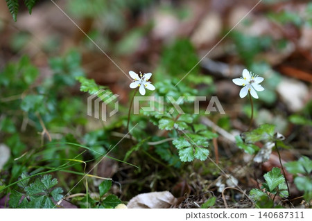 Refreshing flowers of Coptis japonica 140687311