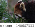 Lesser panda eating mulberry leaf 140687333