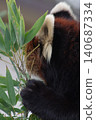 Lesser panda eating mulberry leaf 140687334