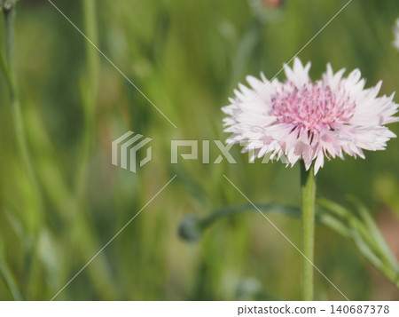 Close-up of a pink cornflower Close-up of a pink cornflower 140687378