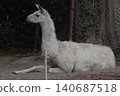 A llama with beautiful fur. 140687518