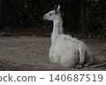 A llama with beautiful fur. 140687519