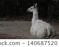 A llama with beautiful fur. 140687520