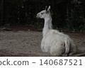 A llama with beautiful fur. 140687521