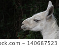 A llama with beautiful fur. 140687523