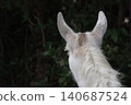 A llama with beautiful fur. 140687524