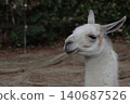 A llama with beautiful fur. 140687526