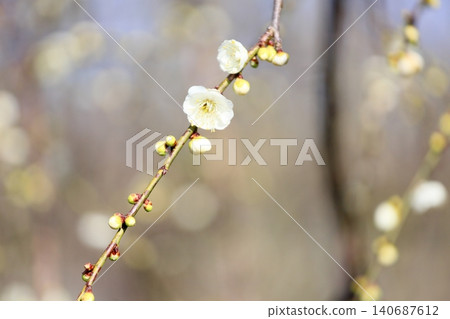 Refreshing white plum blossoms, weeping plum blossoms Refreshing white plum blossoms, weeping plum blossoms 140687612