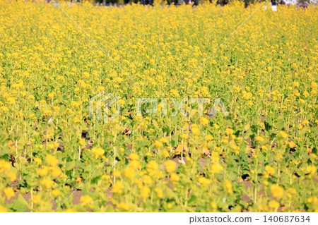 Bright rape blossoms (Kanzaki Hanana) Bright rape blossoms (Kanzaki Hanana) 140687634