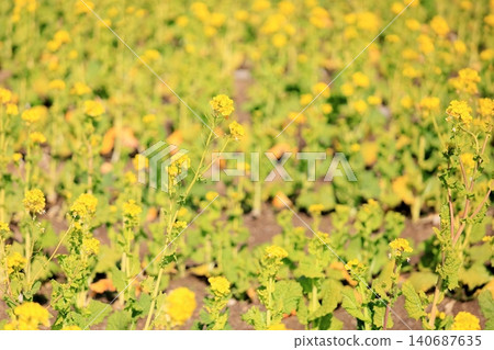 鮮豔的油菜花（神崎花） 140687635