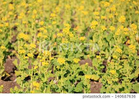Bright rape blossoms (Kanzaki Hanana) Bright rape blossoms (Kanzaki Hanana) 140687636