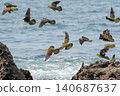A flock of Japanese green pigeons flying over the coast. 140687637