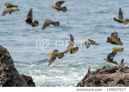 A flock of Japanese green pigeons flying over the coast. 140687637
