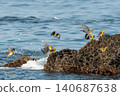 Green pigeons gathered on the rocky shore and splashing waves. 140687638