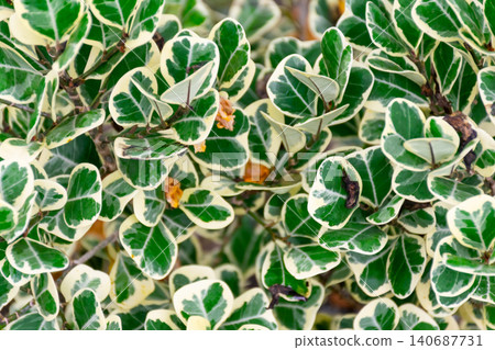 Dense variegated green cream leaves forming vibrant natural texture background showcasing ornamental foliage freshness decorative garden beauty Dense variegated green cream leaves forming vibrant natural texture background showcasing ornamental foliage freshness decorative garden beauty 140687731