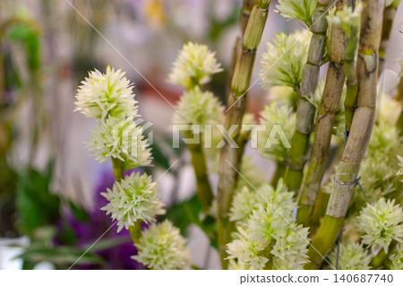 Elegant white dendrobium orchid clusters blooming along green stems soft background highlighting floral beauty tropical charm ornamental gardening 140687740