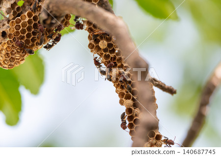 Paper wasps building protecting nest tree branches natural environment showing insect behavior colony structure ecosystem balance Paper wasps building protecting nest tree branches natural environment showing insect behavior colony structure ecosystem balance 140687745