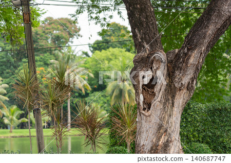 Large hollow tree trunk resembling an elephant head or Ganesha figure tropical garden beside pond highlighting natural shapes visual symbolism Large hollow tree trunk resembling an elephant head or Ganesha figure tropical garden beside pond highlighting natural shapes visual symbolism 140687747
