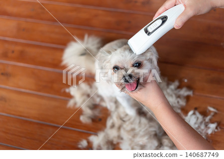 Small dog receiving grooming electric clippers at home pet care session showing hygiene maintenance comfort professional grooming service 140687749