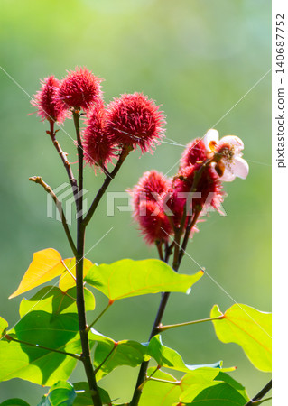 Bright red castor bean flowers green leaves glowing natural sunlight against soft blurred background highlighting tropical plant beauty growth 140687752