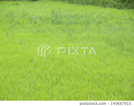 Lush green grassland 140687918