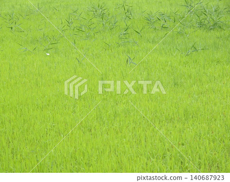 鬱鬱蔥蔥的草地 140687923