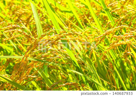 Inaho near harvest Inaho near harvest 140687933
