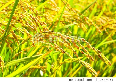 Inaho near harvest Inaho near harvest 140687934