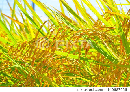 Inaho near harvest Inaho near harvest 140687936