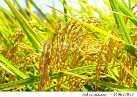 Inaho near harvest Inaho near harvest 140687937