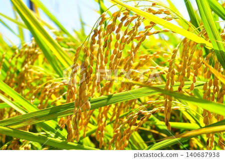 Inaho near harvest Inaho near harvest 140687938