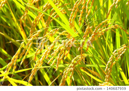 Inaho near harvest Inaho near harvest 140687939