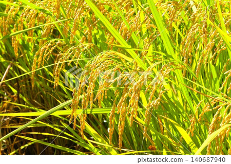 Inaho near harvest Inaho near harvest 140687940