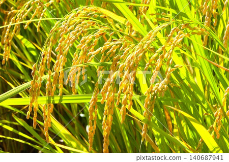 Inaho near harvest Inaho near harvest 140687941
