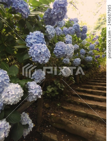 石階構成了一幅點綴著藍色繡球花的風景。 石階構成了一幅點綴著藍色繡球花的風景。 140687985