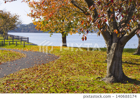 Autumn foliage of cherry trees in a park, Koyama Pond, Tottori Prefecture Autumn foliage of cherry trees in a park, Koyama Pond, Tottori Prefecture 140688174