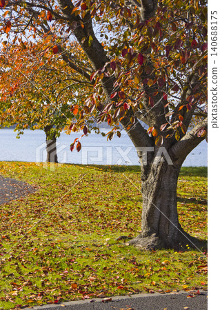 Autumn foliage of cherry trees in a park, Koyama Pond, Tottori Prefecture Autumn foliage of cherry trees in a park, Koyama Pond, Tottori Prefecture 140688175