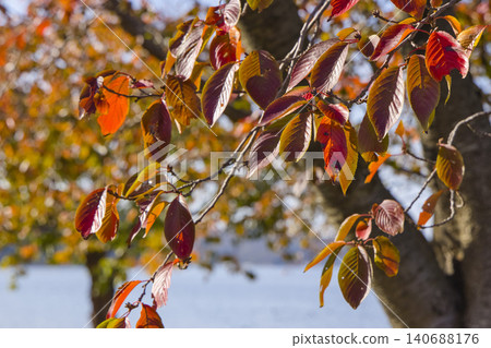 Autumn foliage of cherry trees in a park, Koyama Pond, Tottori Prefecture Autumn foliage of cherry trees in a park, Koyama Pond, Tottori Prefecture 140688176