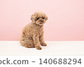 Pink back and toy poodle 140688294