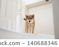 Shiba Inu on the stairs 140688346