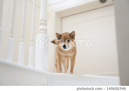 Shiba Inu on the stairs Shiba Inu on the stairs 140688346