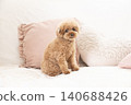 Toy poodle sitting on a sofa 140688426