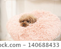 Kurumi the toy poodle in a pink bed 140688433