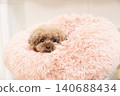 Kurumi the toy poodle in a pink bed 140688434