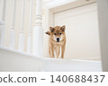 Shiba Inu on the stairs 140688437